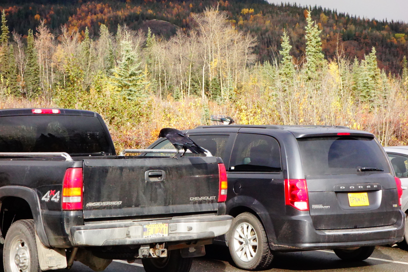Illustration for article titled Alaska Adventure - Denali Edition